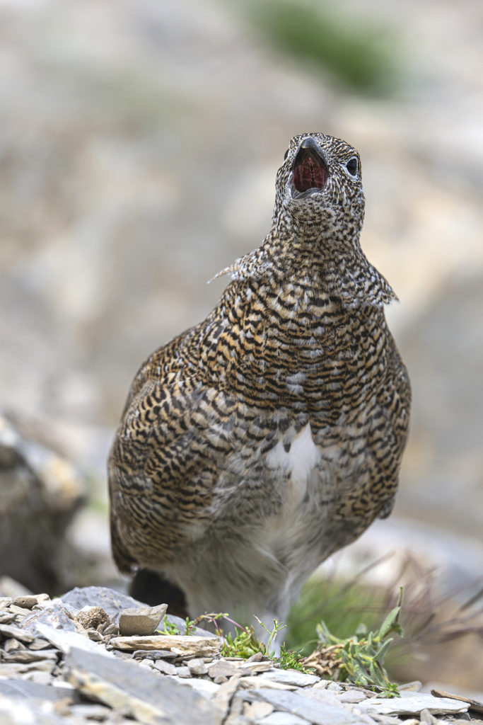 Carnets naturalistes - Une rencontre suspendue avec le Lagopède alpin