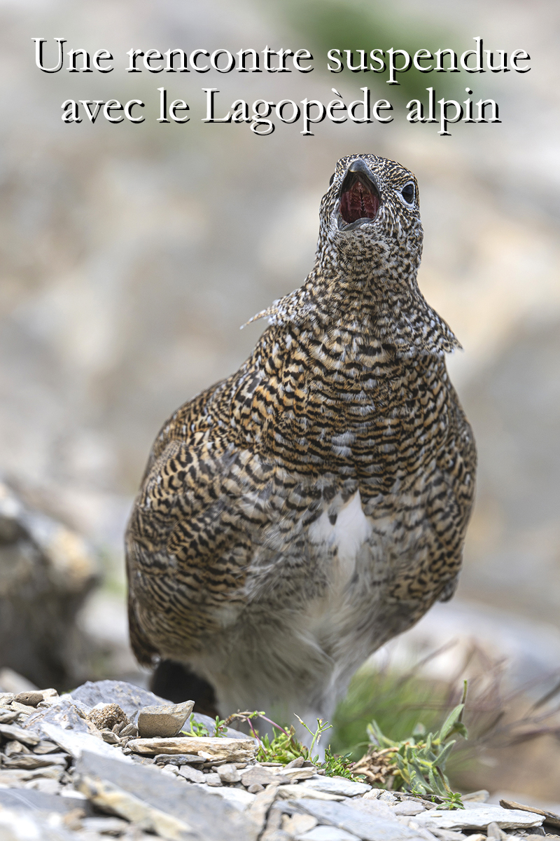 Carnets naturalistes - Une rencontre suspendue avec le Lagopède alpin - Thumbnail