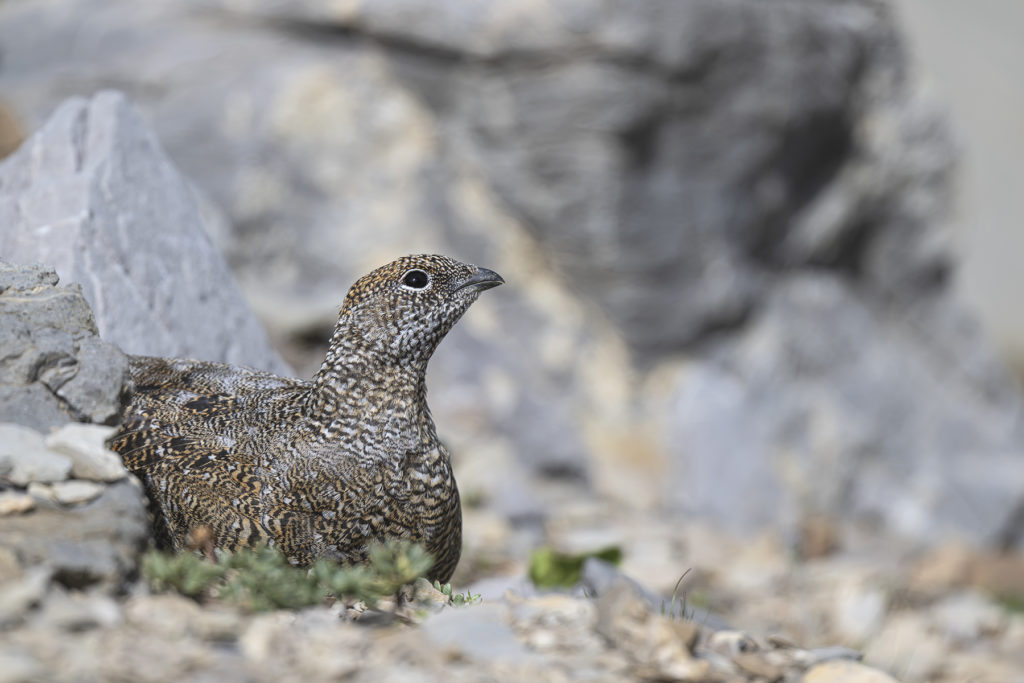Carnets naturalistes - Une rencontre suspendue avec le Lagopède alpin