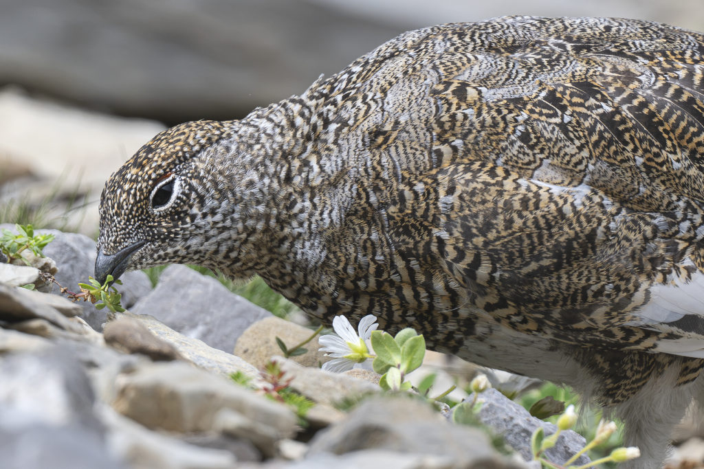 Carnets naturalistes - Une rencontre suspendue avec le Lagopède alpin