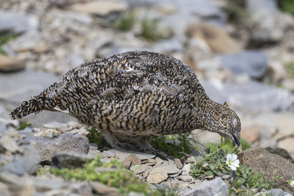 Carnets naturalistes - Une rencontre suspendue avec le Lagopède alpin