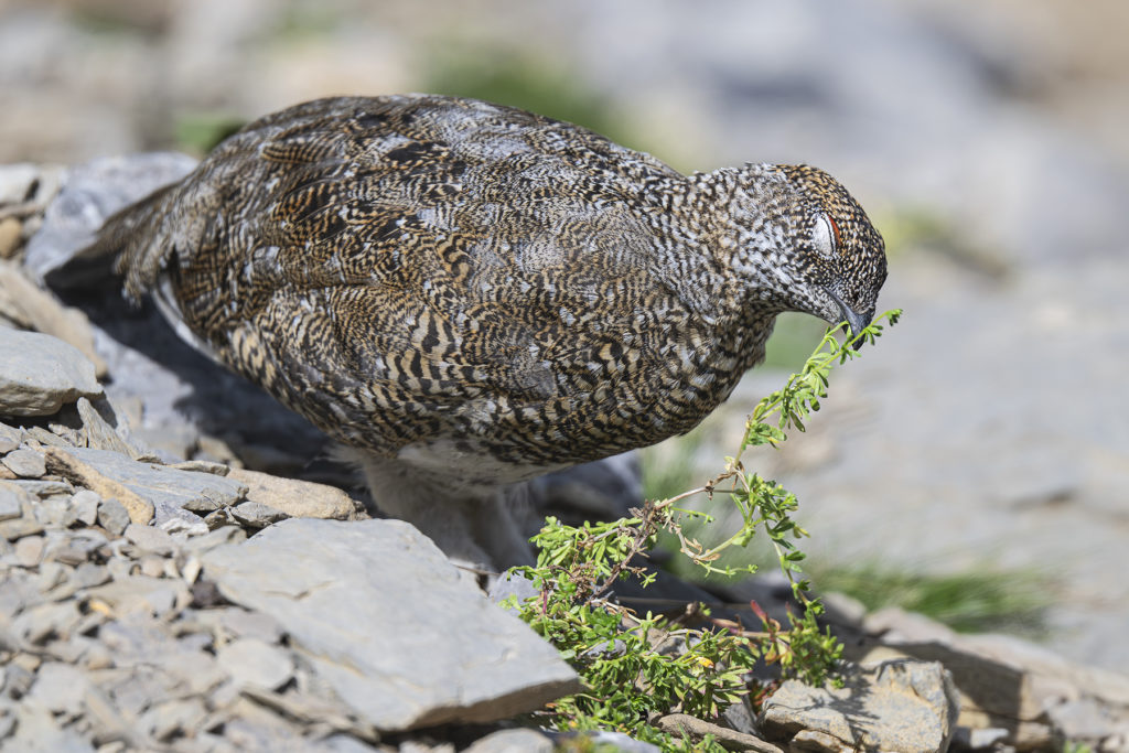 Carnets naturalistes - Une rencontre suspendue avec le Lagopède alpin