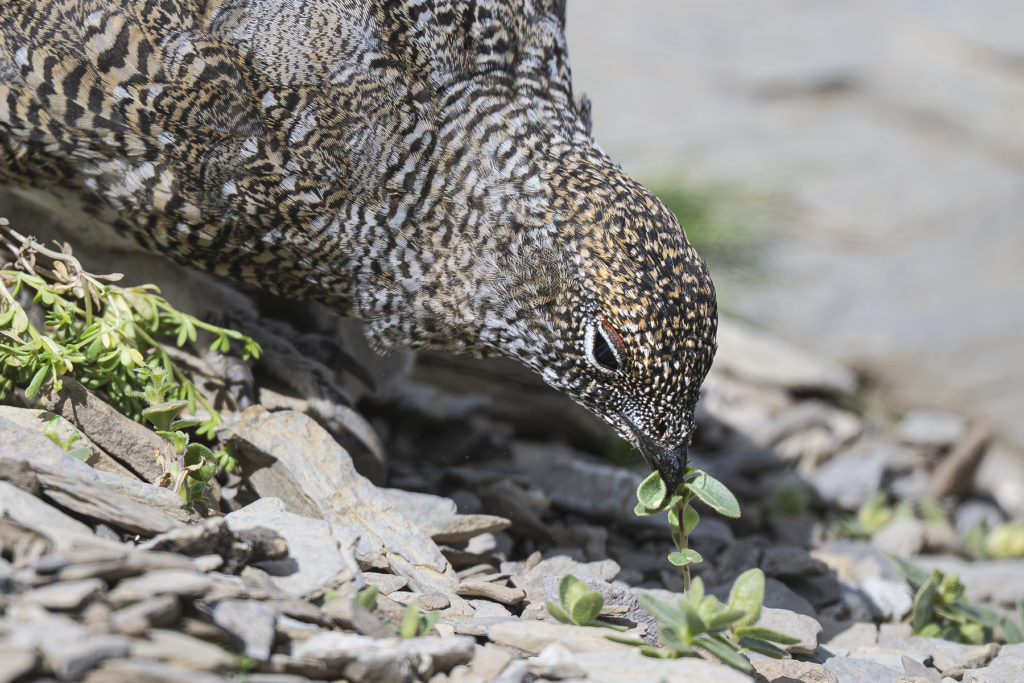 Carnets naturalistes - Une rencontre suspendue avec le Lagopède alpin