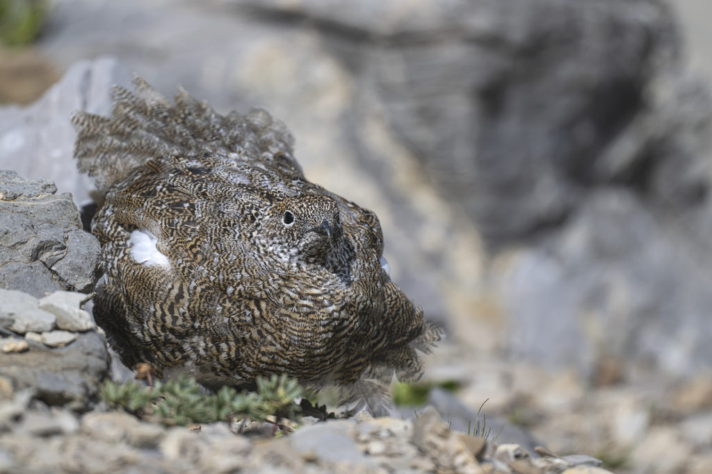 Carnets naturalistes - Une rencontre suspendue avec le Lagopède alpin