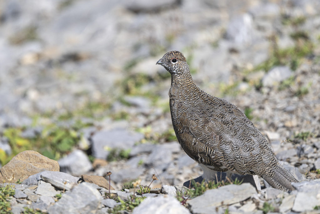 Carnets naturalistes - Une rencontre suspendue avec le Lagopède alpin