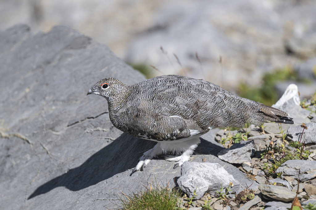 Carnets naturalistes - Une rencontre suspendue avec le Lagopède alpin