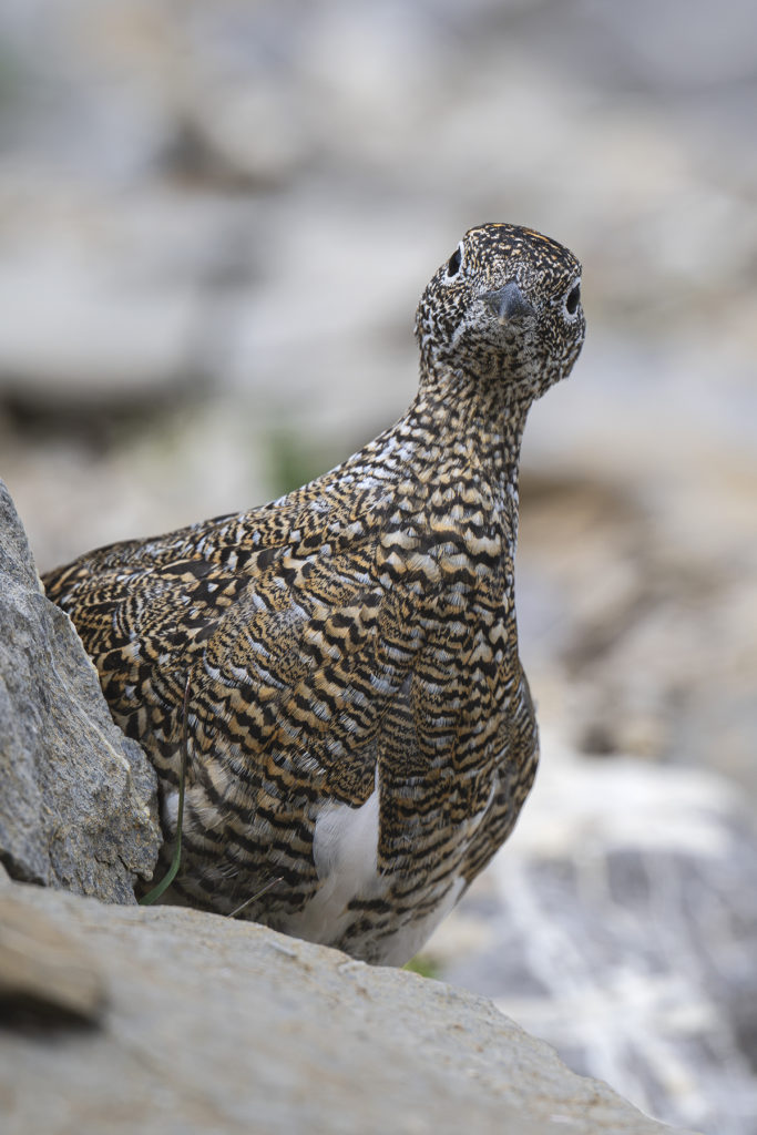 Carnets naturalistes - Une rencontre suspendue avec le Lagopède alpin