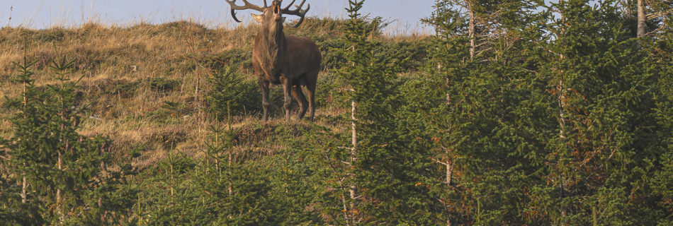 Actualités - Les cerfs Vaudois